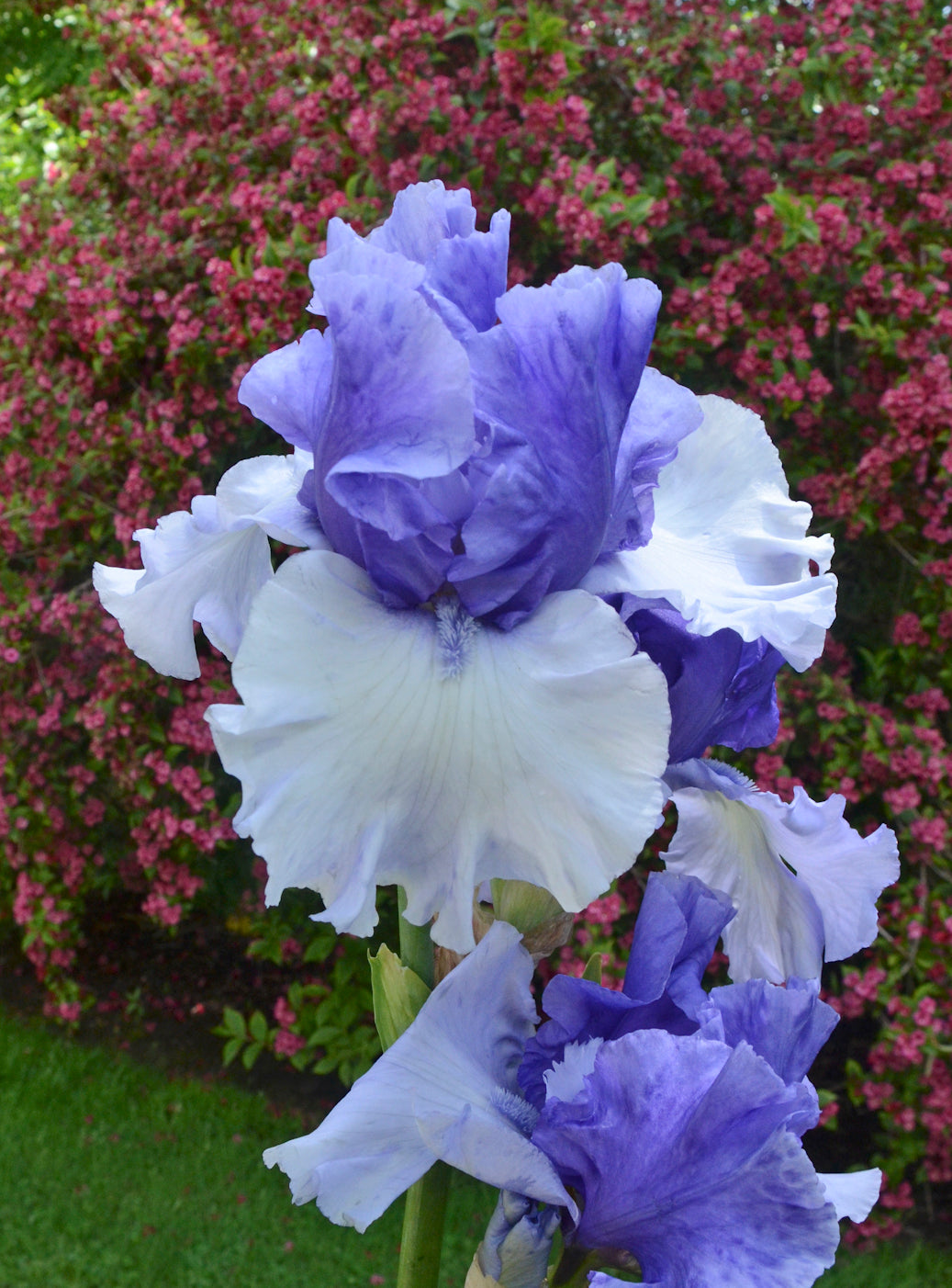 Iris germanica Crowned Heads Tall Bearded Iris