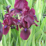Iris pumila Cherry Garden Standard Dwarf Bearded Iris