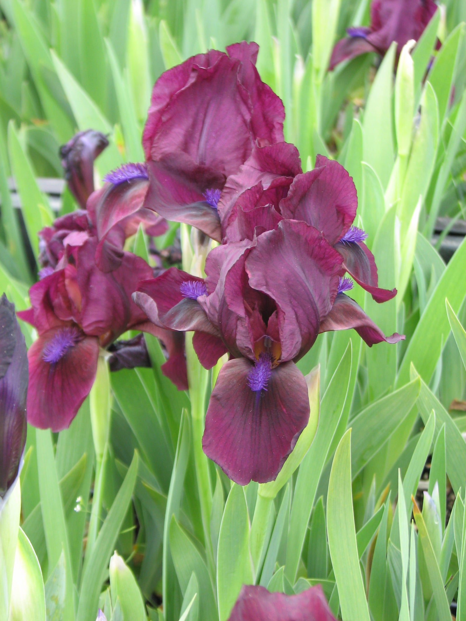 Iris pumila Cherry Garden Standard Dwarf Bearded Iris