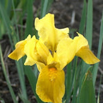 Iris pumila Gleaming Gold Standard Dwarf Bearded Iris