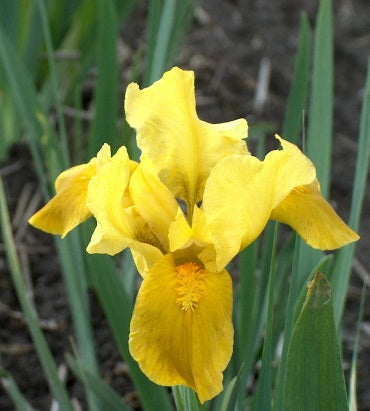 Iris pumila Gleaming Gold Standard Dwarf Bearded Iris
