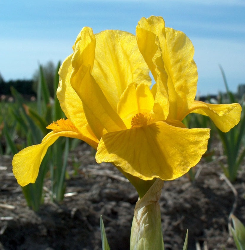 Iris pumila Orange Caper Standard Dwarf Bearded Iris