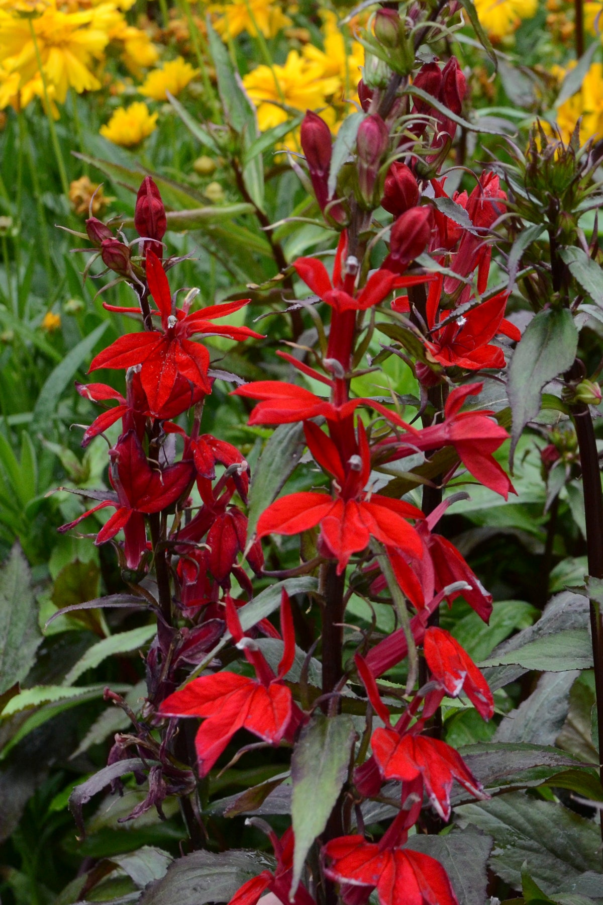 Lobelia speciosa Vulcan Red Cardinal Flower