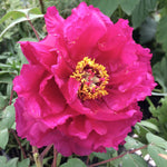 Paeonia suffruticosa Island Minister Shimadaijin Tree Peony