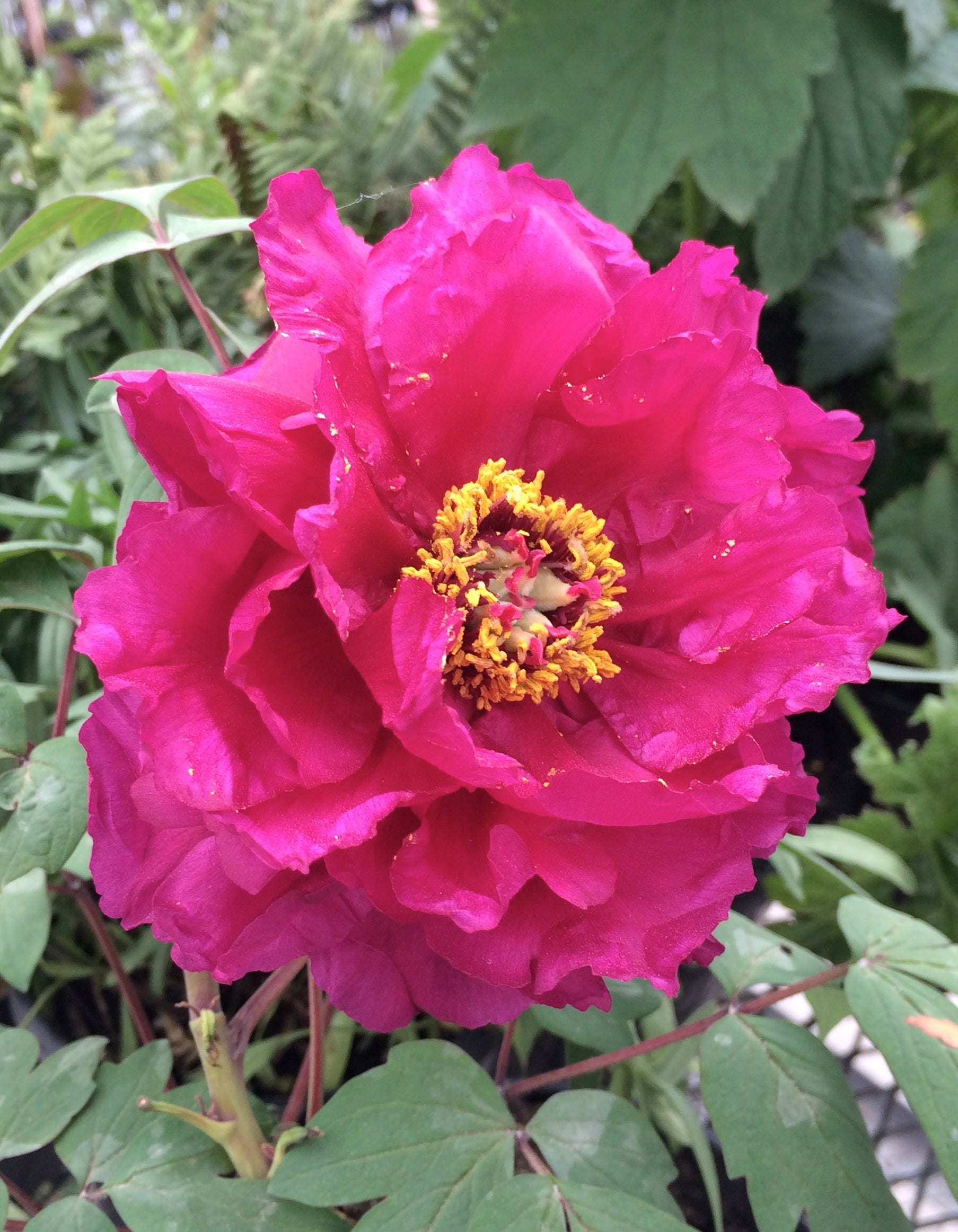 Paeonia suffruticosa Island Minister Shimadaijin Tree Peony