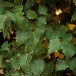 Betula platyphylla Dakota Pinnacle Fargo PP10963 Dakota Pinnacle Birch