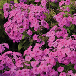 Phlox paniculata Pink Flame Bartwelve PP11804, COPF, CPBR1094 Pink Flame Phlox