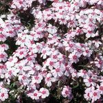 Phlox subulata Coral Eye Moss Phlox