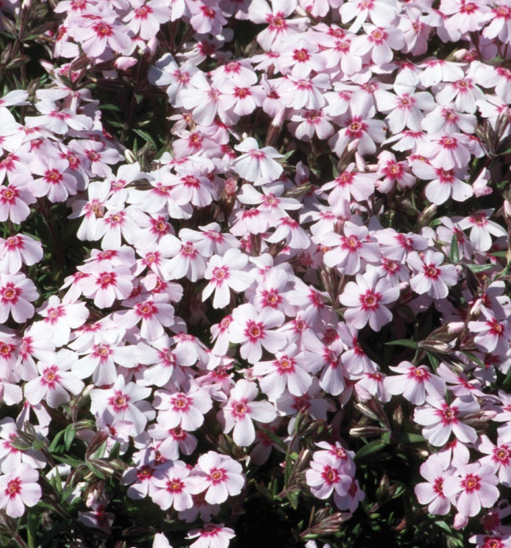 Phlox subulata Coral Eye Moss Phlox