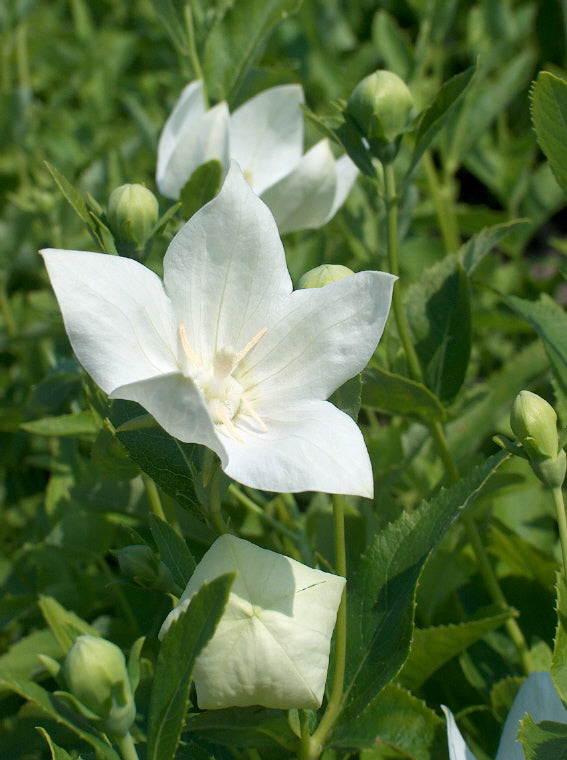 Platycodon grandiflorus Astra White Balloon Flower