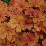 Heucherella x Buttered Rum PP25040, COPF Foamy Bells