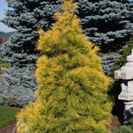Pinus strobus Louie Louie White Pine