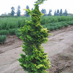Chamaecyparis obtusa Aurea Golden Hinoki Falsecypress