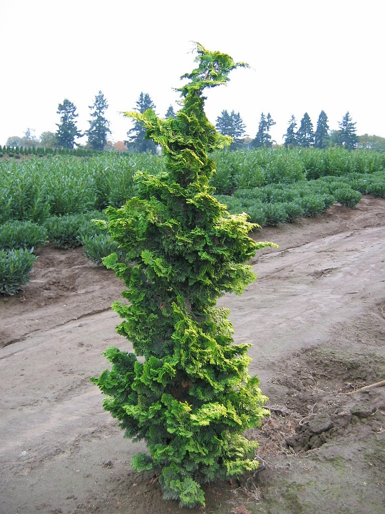 Chamaecyparis obtusa Aurea Golden Hinoki Falsecypress