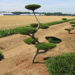 Pinus contorta Poodle Pine Shore Pine
