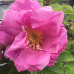 Rosa Dwarf Pavement Zwerg Dwarf Pavement Rose