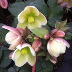 Helleborus x Ivory Prince Walhelivor PP16199, COPF Ivory Prince Lenten Rose