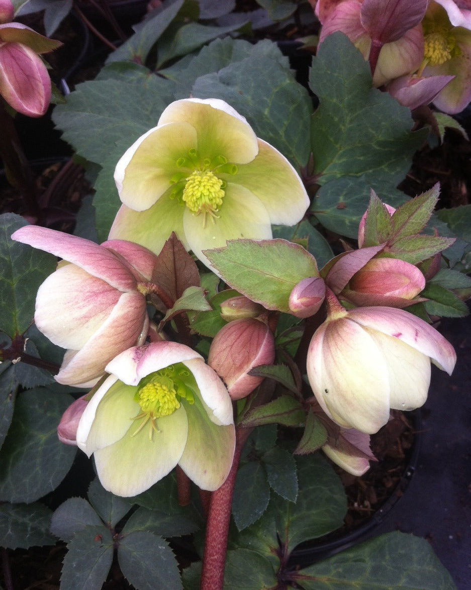 Helleborus x Ivory Prince Walhelivor PP16199, COPF Ivory Prince Lenten Rose