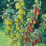 Pear x Combo Combo Pear