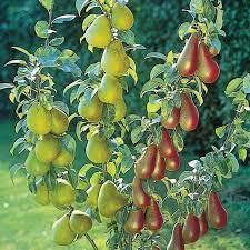 Pear x Combo Combo Pear