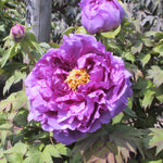 Paeonia suffruticosa Purple Tree Peony