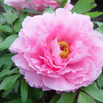 Paeonia suffruticosa Pink Tree Peony