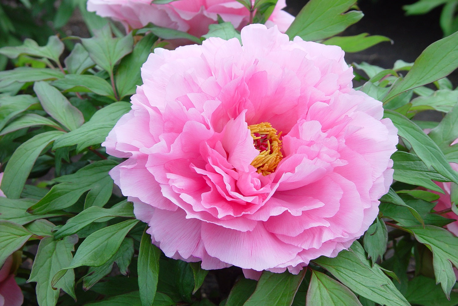 Paeonia suffruticosa Pink Tree Peony