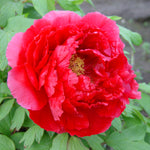 Paeonia suffruticosa Red Tree Peony