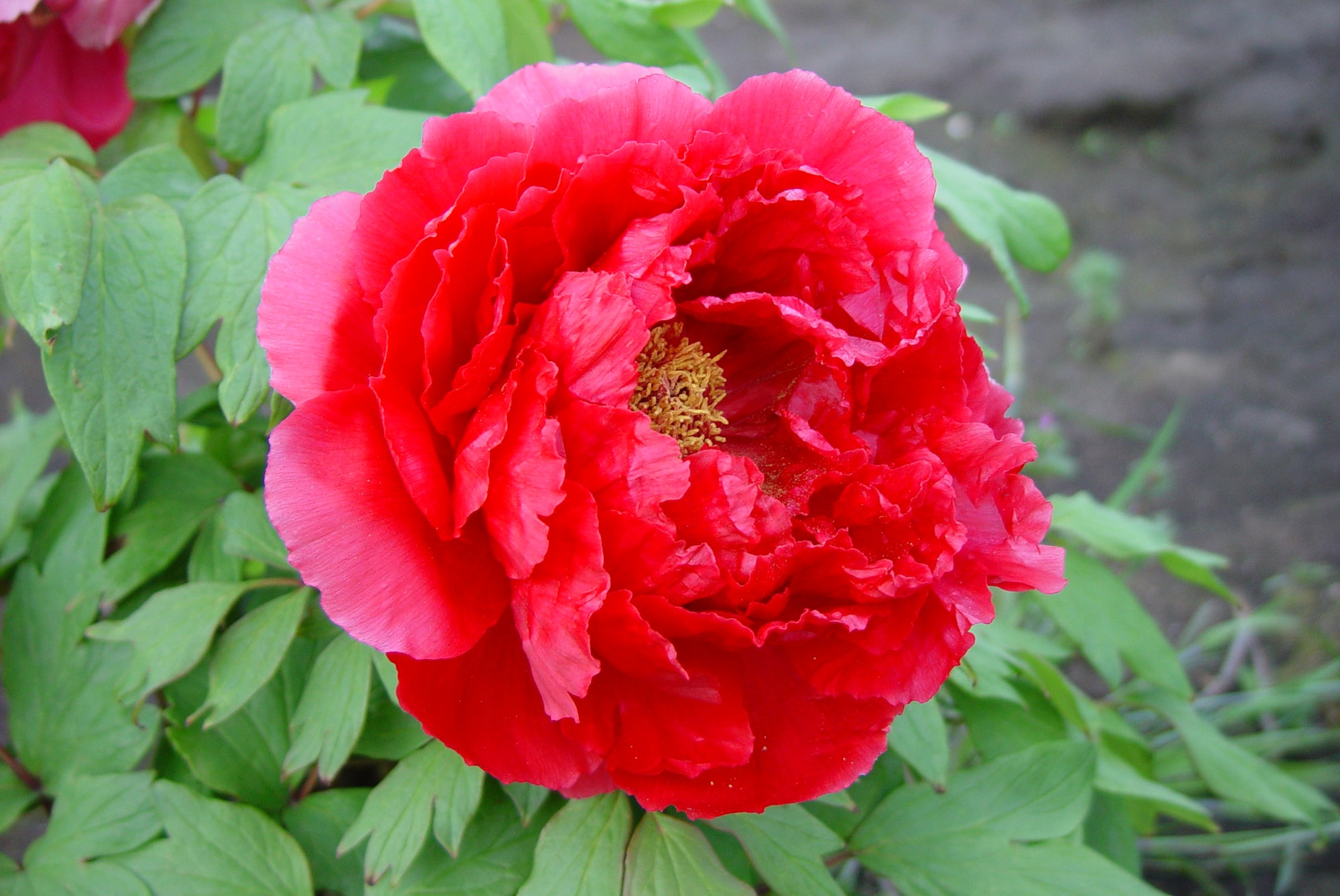 Paeonia suffruticosa Red Tree Peony