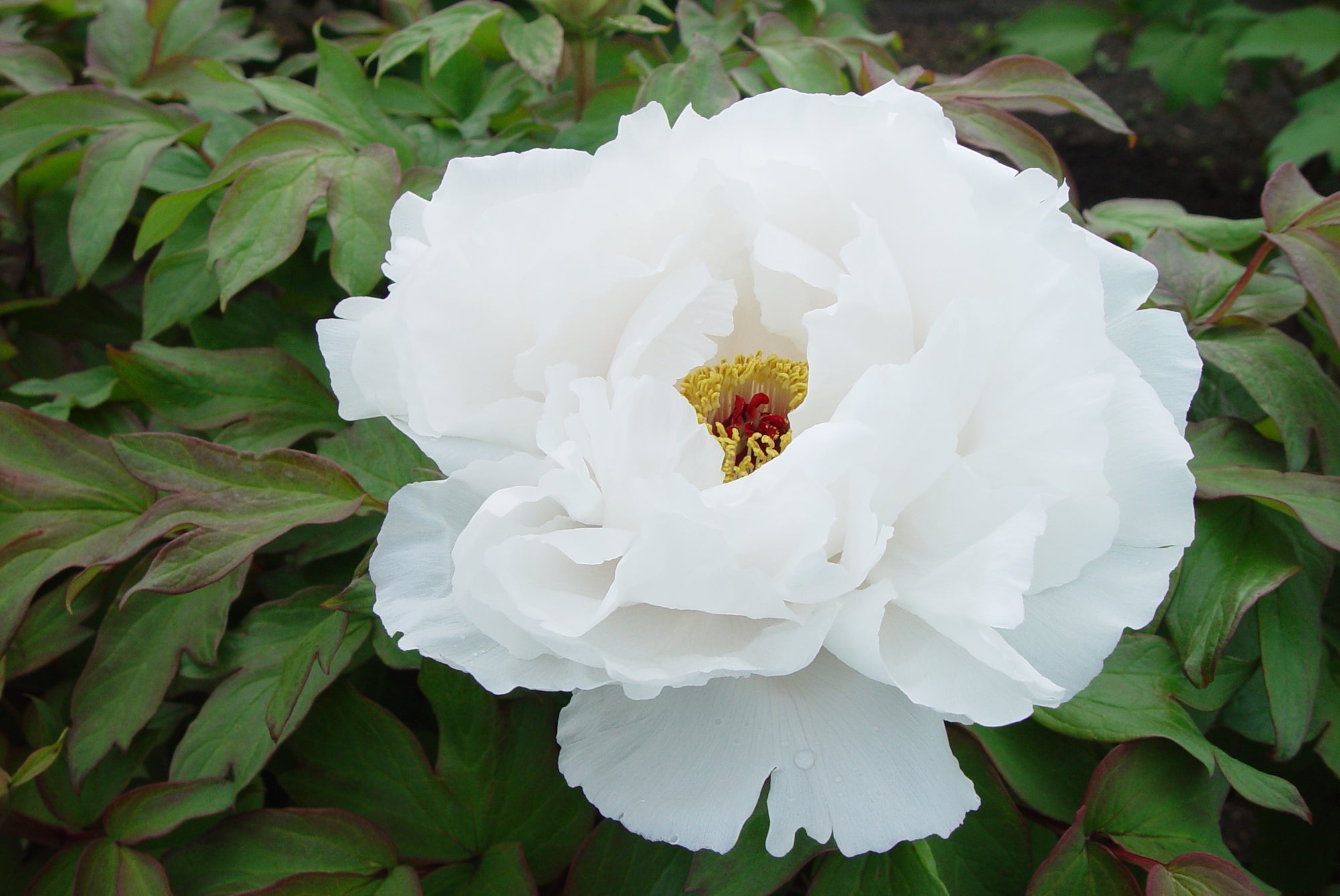 Paeonia suffruticosa White Tree Peony