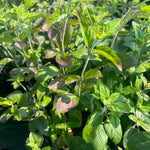 Pycnanthemum incanum Hoary Mountain Mint