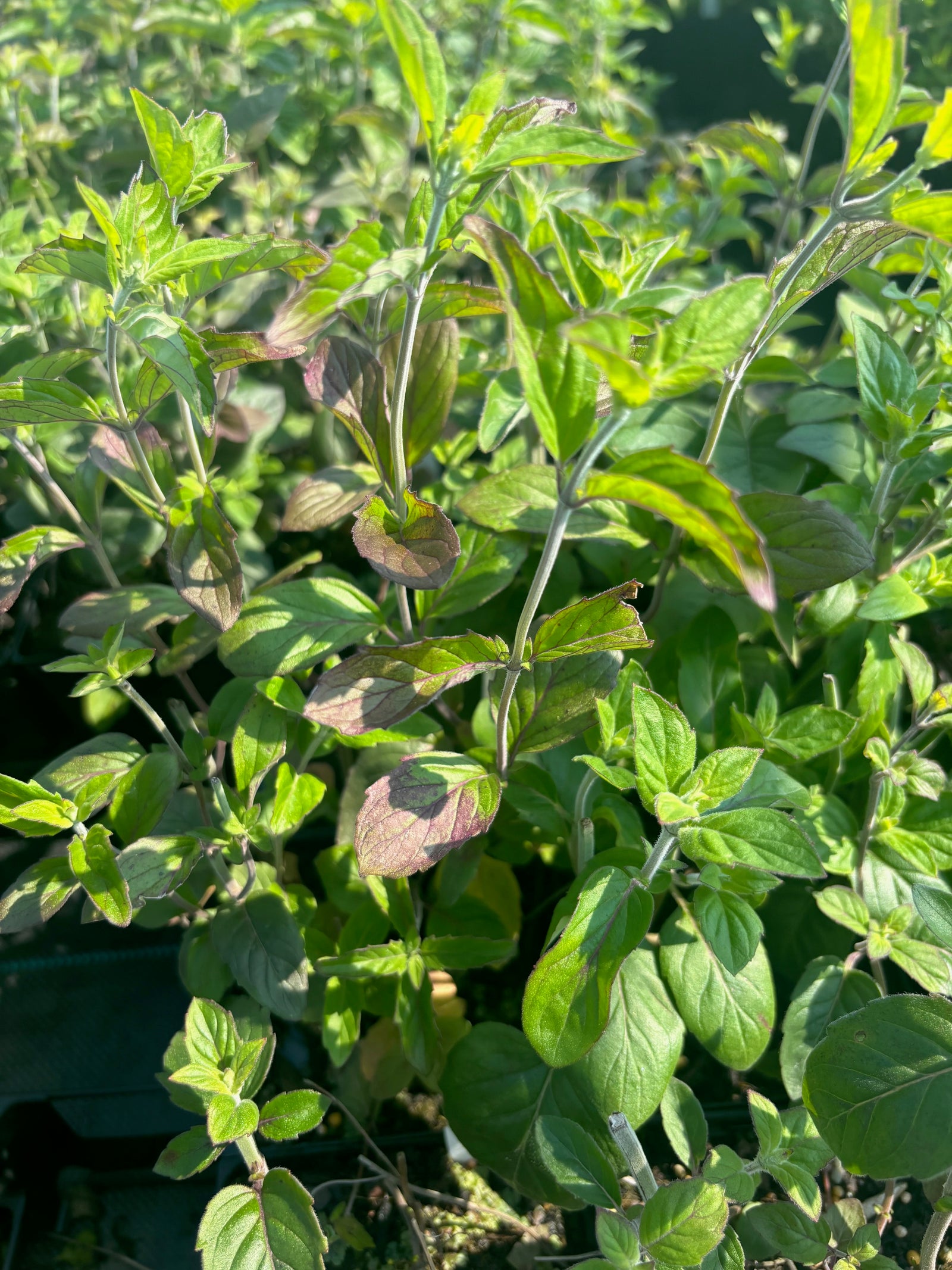 Pycnanthemum incanum Hoary Mountain Mint