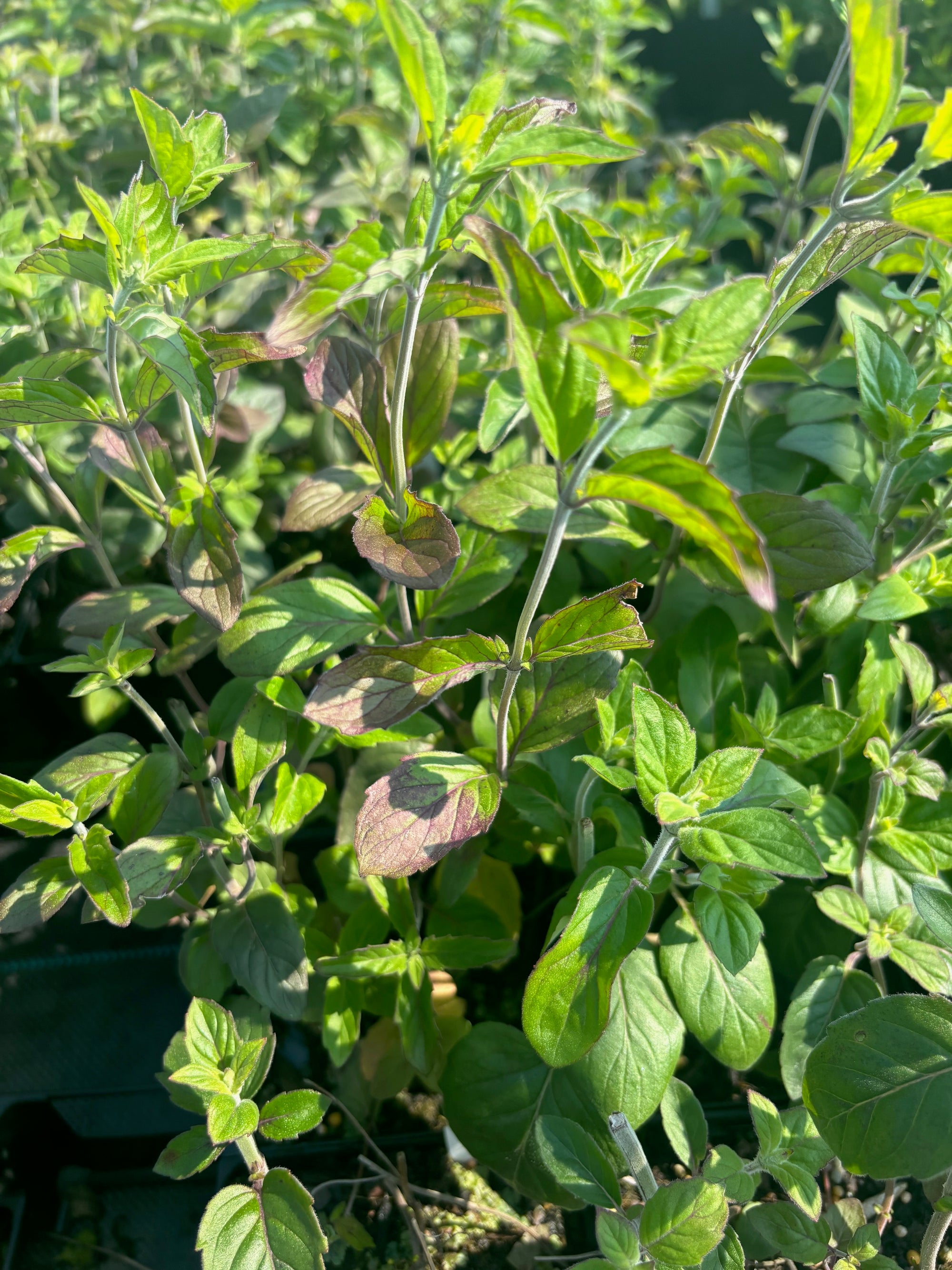 Pycnanthemum incanum Hoary Mountain Mint