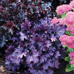 Heuchera x FOREVER Purple TNHEUFP PP26358, COPF FOREVER Purple Coral Bells