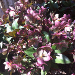 Helleborus x ballardiae Pink Frost COSEH 710 PP21063 Lenten Rose