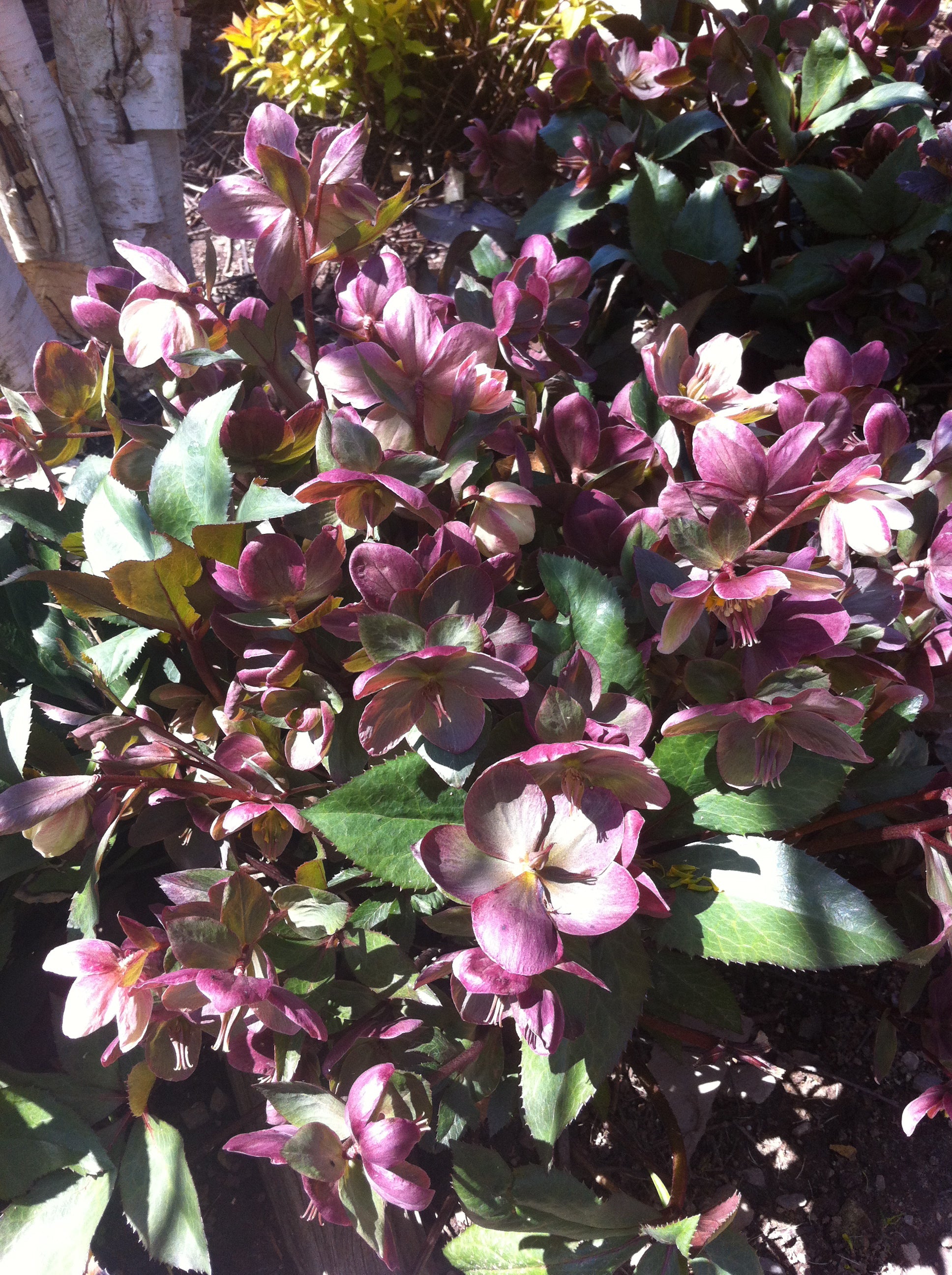 Helleborus x ballardiae Pink Frost COSEH 710 PP21063 Lenten Rose