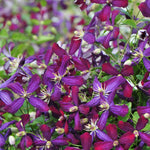 Clematis Sweet Summer Love PP24044, CPBR5303 Sweet Summer Love Clematis