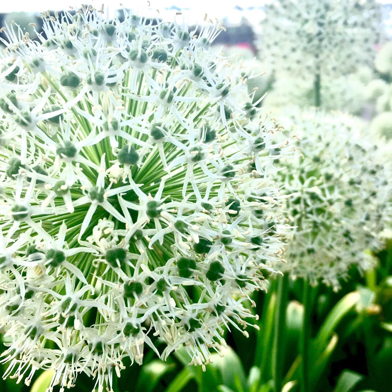 Allium x Mount Everest Ornamental Onion