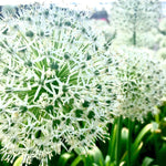 Allium x Mount Everest Mount Everest Ornamental Onion