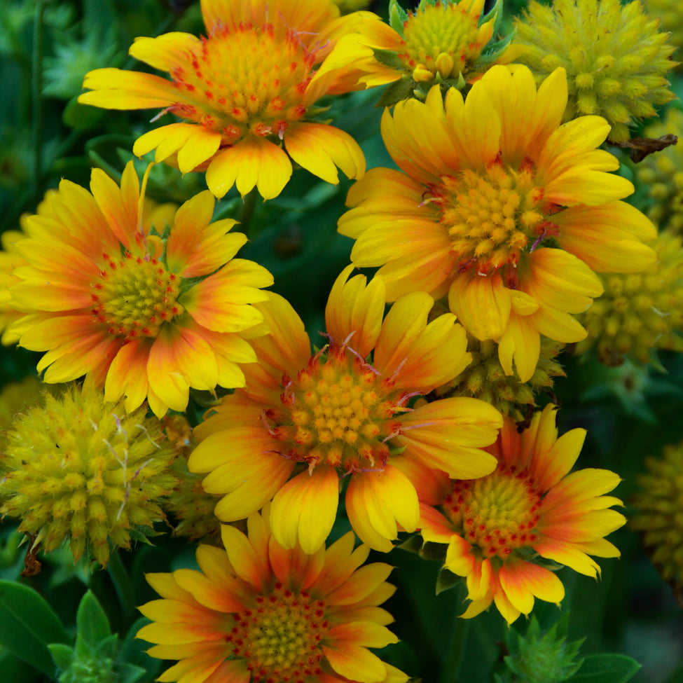Gaillardia x grandiflora Arizona Apricot COPF Blanket Flower