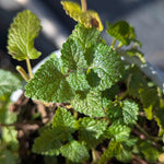 Melissa officinalis Lemon Balm