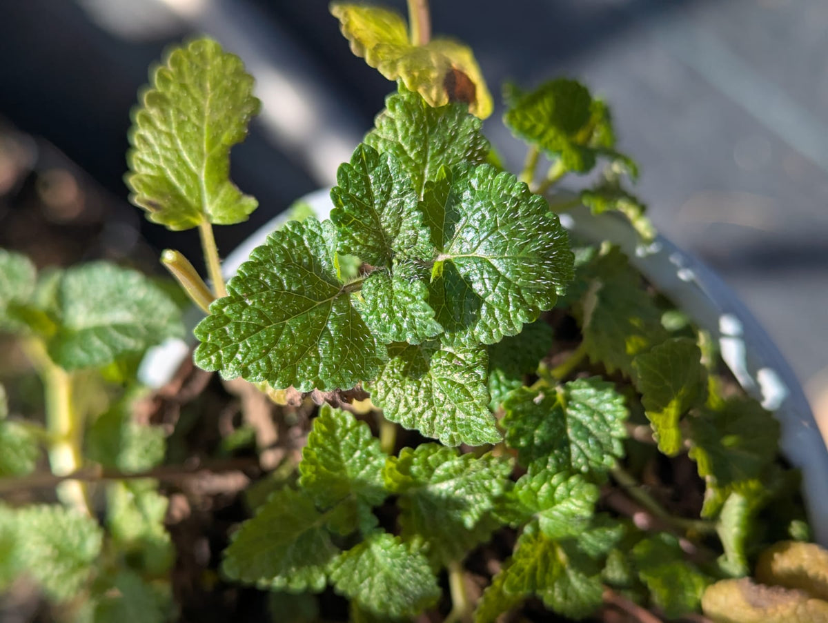Melissa officinalis Lemon Balm