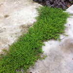Herniaria glabra Rupturewort