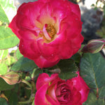 Rosa Never Alone CNLA 362 Never Alone Rose