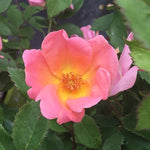 Rosa Knock Out Rainbow RADcor PP17346, CPBR3444 Rainbow Knock Out Rose