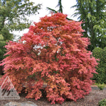 Acer palmatum Shindeshojo Shindeshojo Japanese Maple