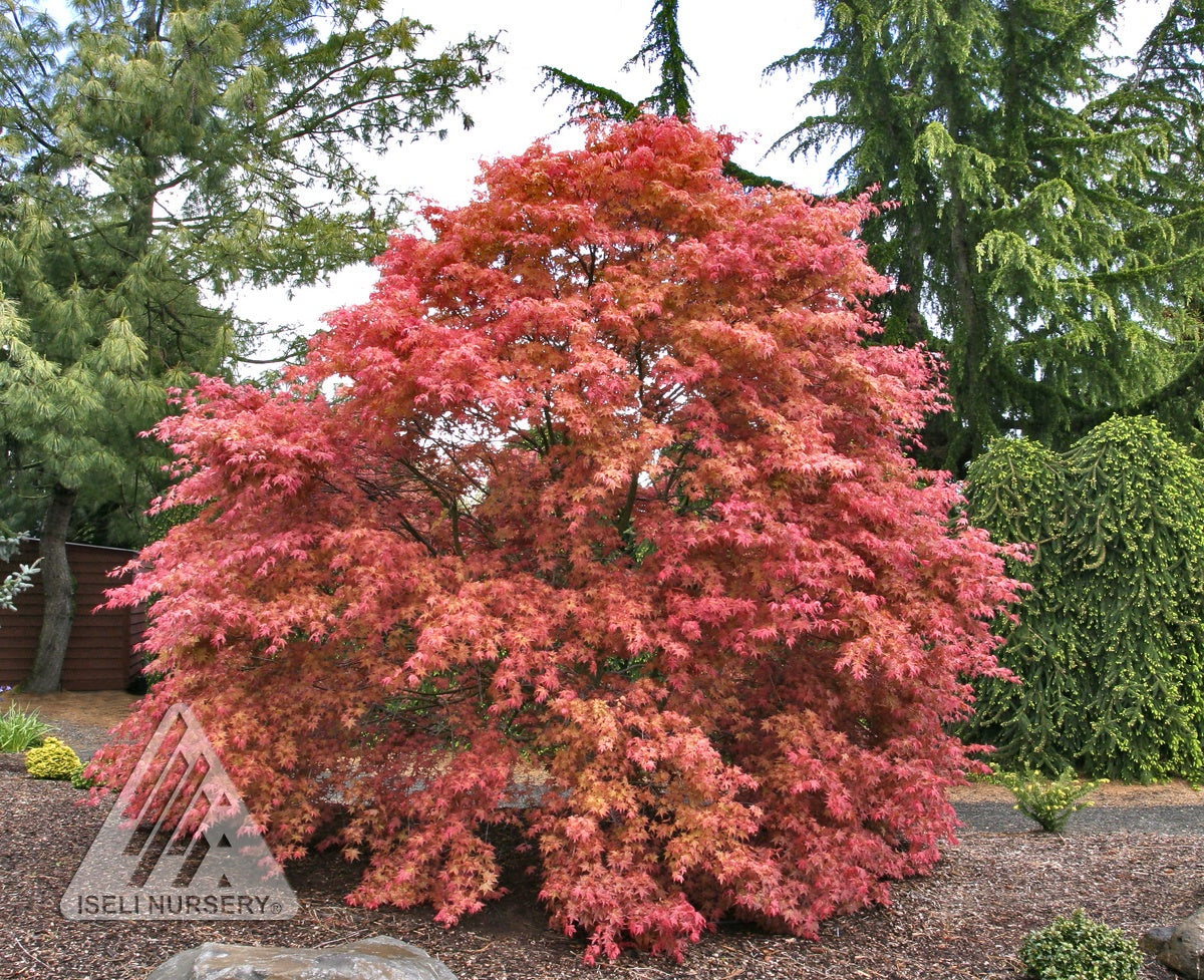Acer palmatum Shindeshojo Shindeshojo Japanese Maple