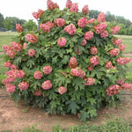 Hydrangea quercifolia Munchkin Dwarf Oakleaf Hydrangea