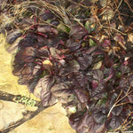 Ajuga reptans Caitlin's Giant Caitlin's Giant Bugleweed