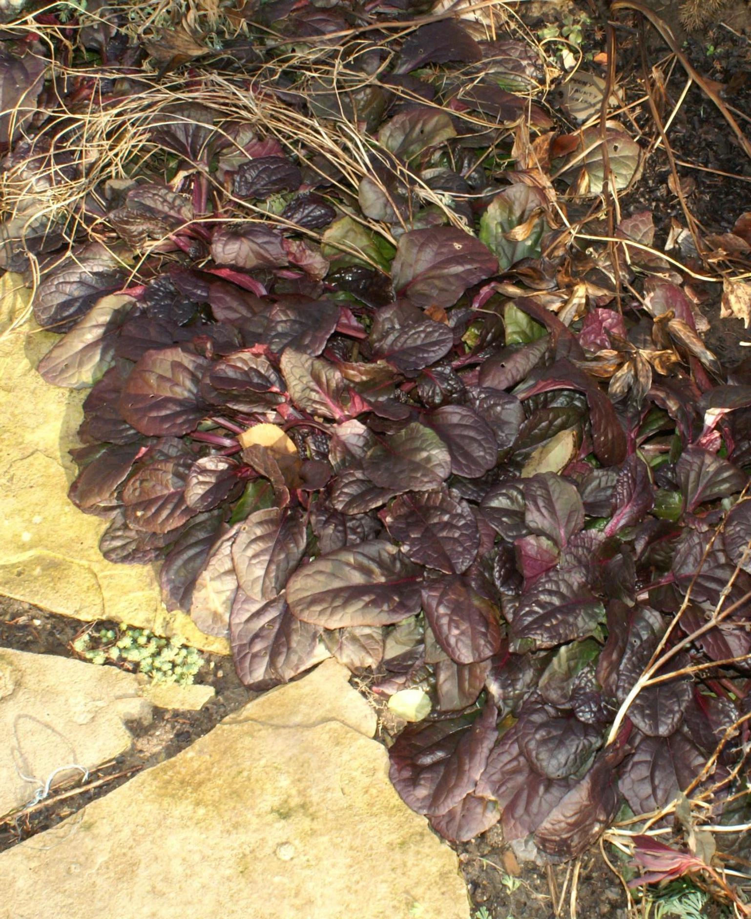 Ajuga reptans Caitlin's Giant Caitlin's Giant Bugleweed